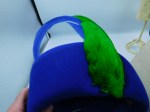 blue hat green feather hat a